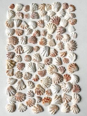 Seashells 100 Kitten Paws Shells 1/2” to 1” Natural Beach Arts Crafts Decor